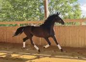 Jument dressage 4ans, hanovrienne