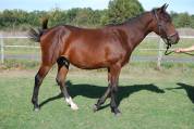 Meteor de la buiss par colore  / foal sf