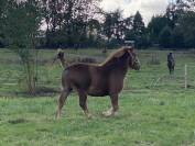 Poney loisir porteur attelage 