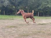 Poney sport loisir polyvalent 