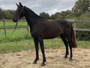 Superbe jeune jument sport polyvalence caractère en or.