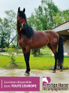 Pure race espagnole - entier - 5 ans