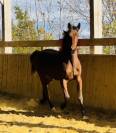Belle pouliche par asti spumante et mister blue