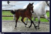 Poulain pfs 1 an