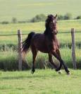 Hongre pfs 2 ans par montbazillac du lin 