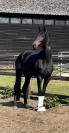 Magnifique jument  3 ans gros potentiel dressage/cce