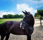 Super jument dressage par toto jr (totilas)