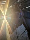 Hongre sf, 12 ans déjà sorti pro1 dressage 