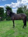 Belle jument sf 5 ans cso bonnes origines