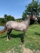 Poney connemara femelle nee en 2021
