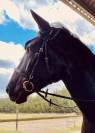 Superbe hongre - pure race minorquine