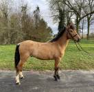 Top poney - cso et loisirs