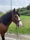 Top poney - hyper polyvalent