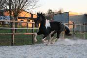 Barock pinto