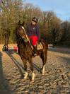 Hongre bai brun - 4ans 