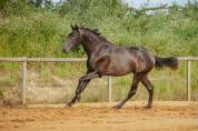 Cheval lusitanien 