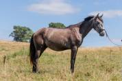 Cheval lusitanien 