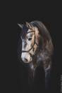 Cheval lusitanien 