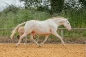 Cheval lusitanien 