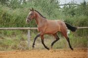 Cheval lusitanien 