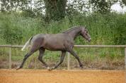 Cheval lusitanien 