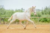 Cheval lusitanien 
