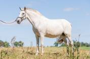 Cheval lusitanien 