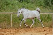 Cheval lusitanien 