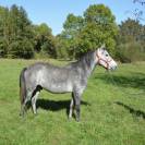 Poney 5 ans 140 cm