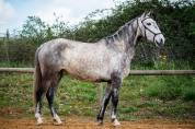 Cheval lusitanien 