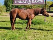 étalon quarter horse 3 ans