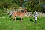 Poney d 4 ans