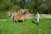 Poney d porteur et gentil