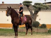 Cheval pre monté et attelé