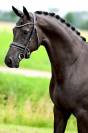 Sublime jument de dressage d avenir 