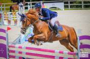 Cheval de concours 115-125 cm