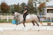 Jument lusitanienne 4 ans 