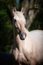Jument pure race espagnole palomino
