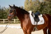 Partenaire de dressage - 9 ans - pre 