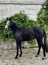 Madness hongre de 2 ans selle français 