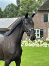 Magnifique jument de dressage kwpn