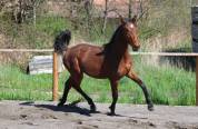 Pouliche hanovrienne d avenir, vitalis x glamourdale