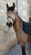 Ponette 4 ans 144 par algator x qoconuts du val