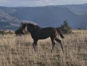 Pouliche 2024 conthargos x kadet gibay x corrado i