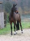 Talentueuse jument hanovrienne 