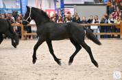 Superbe pouliche frisone a vendre
