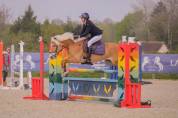Poney de sport