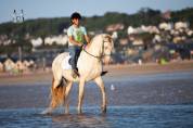 Cheval pure race espagnole 3 ans crème + perle