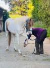 Mâle/hongre pfs 2 ans pie