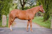 Hongre alezan sf de 5 ans